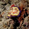 Malaysia: Kapalai & Sipadan