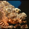 Kalimantan & Sulawesi